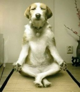 meditation+dogs+do+it+too_99a07b_3753826